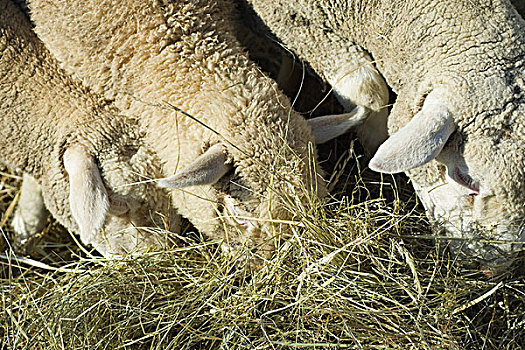 绵羊,吃,干草,特写