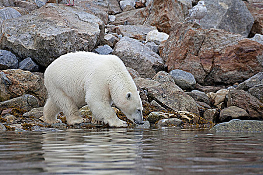 北极熊,成年,走,岩石上,边缘,水,斯匹次卑尔根岛,斯瓦尔巴特群岛,北极