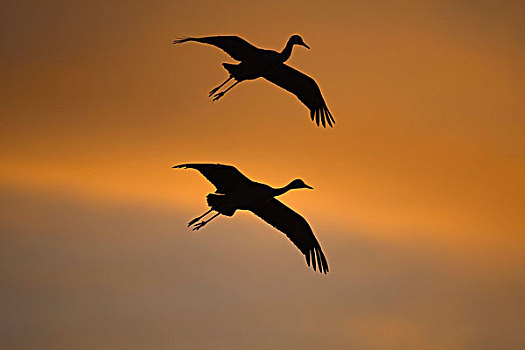 沙丘鹤,两个,飞行,剪影,黃昏,新墨西哥,美国