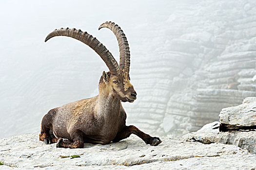 阿尔卑斯野山羊,瑞士,欧洲