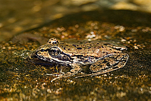 青蛙,保护色,河流,加拿大