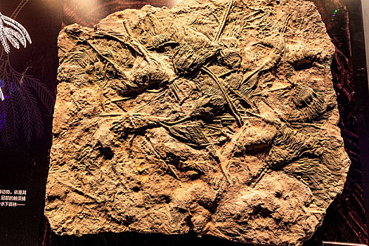 中国海洋博物馆的海洋生物化石