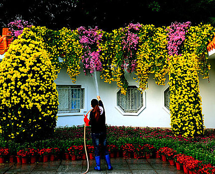 深圳,东湖公园,菊花