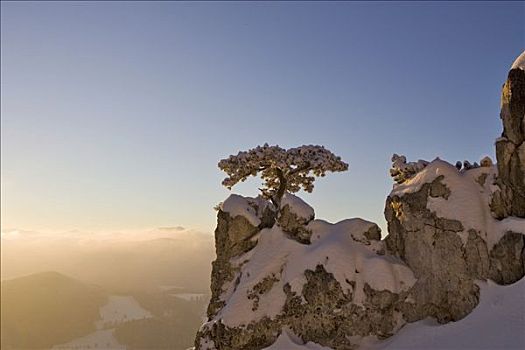 积雪,松树,山,下奥地利州