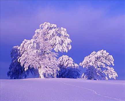 冬季风景,普通,山毛榉,巴登符腾堡,德国