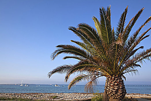 意大利,萨丁尼亚,西海岸,半岛,波尔图,海滩,棕榈树