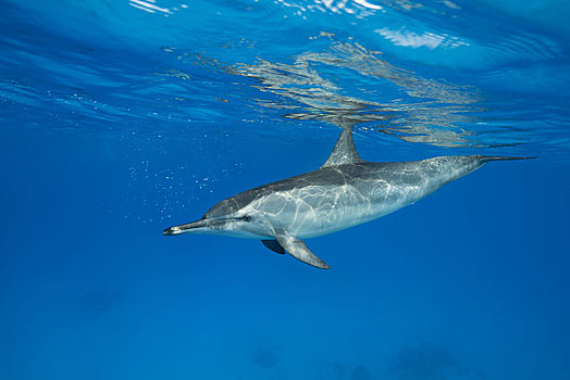 飞旋海豚,长吻原海豚,深海,反射,表面,红海,礁石,埃及,非洲