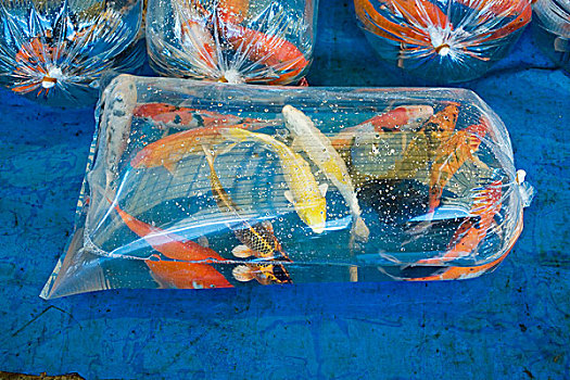 锦鲤,鲤鱼,塑料袋