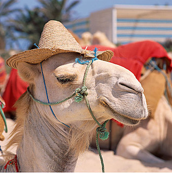 骆驼,戴着,帽子,突尼斯,非洲