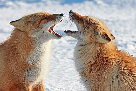 两个,红狐,狐属,冬天
