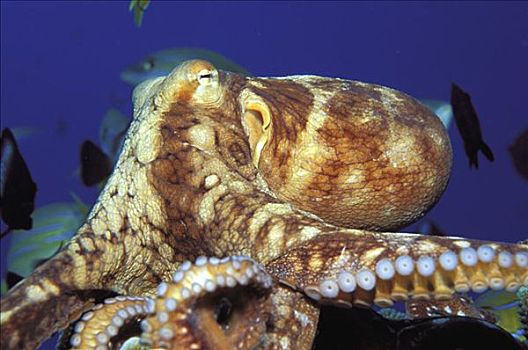 夏威夷,霞水母章鱼,白天,特写