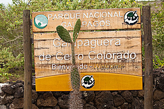 加拉帕戈斯群岛,厄瓜多尔,科罗拉多,龟,饲养,中心,圣克里斯托瓦尔