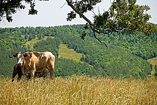 母牛,阿肯色州,美国
