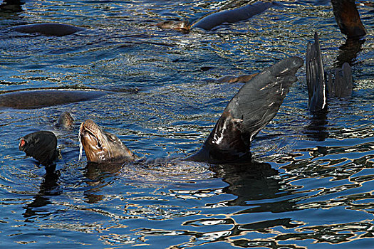 加州海狮,鳍足,温暖,蒙特利湾,加利福尼亚
