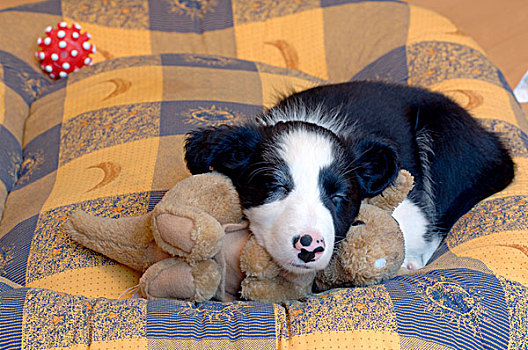 博德牧羊犬,小动物,卧,可爱,玩具,狗,床,睡觉
