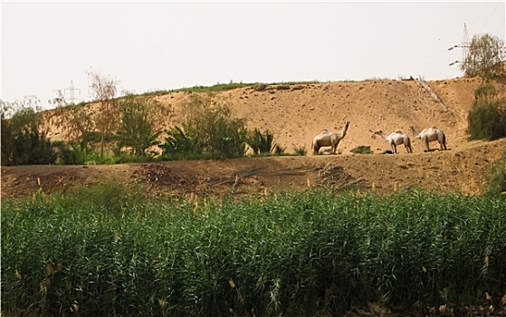 单峰骆驼,尼罗河,河边