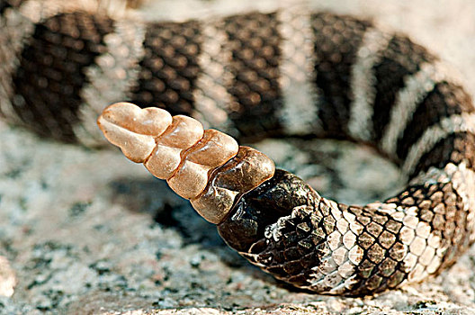 响尾蛇属,尾部,南方,奥克纳根谷,不列颠哥伦比亚省