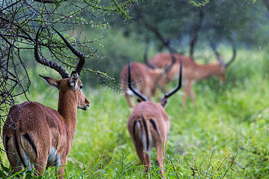 头像,漂亮,雄性,黑斑羚,塔兰吉雷国家公园,野生动植物保护区,坦桑尼亚,非洲