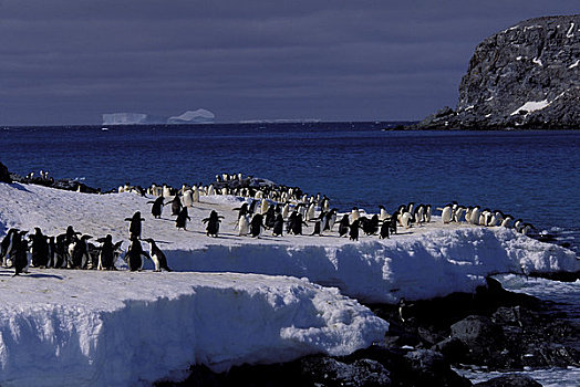 南极,阿德利企鹅,准备,海洋,进食