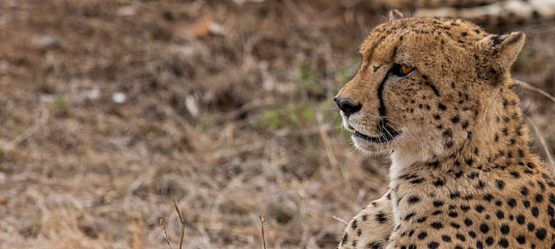 侧面,印度豹,克鲁格国家公园,南非
