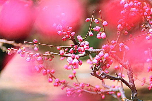 春天盛开的红色梅花