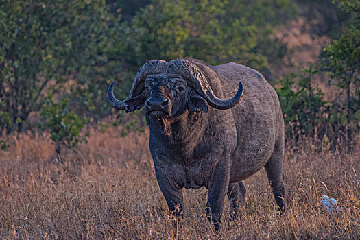 肯尼亚纳库鲁国家公园水牛