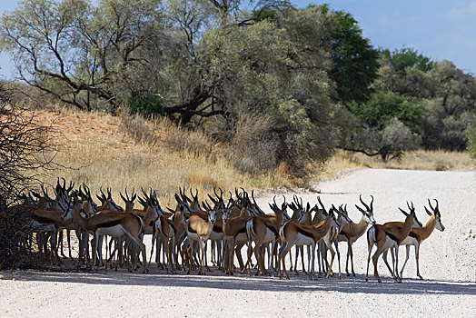 牧群,跳羚,站立,荫凉,中间,土路,卡拉哈迪大羚羊国家公园,北开普,南非,非洲