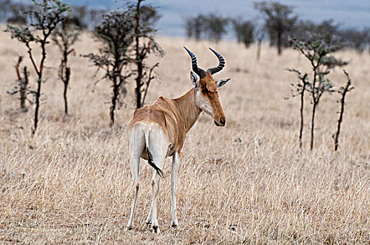 后视图,马赛马拉国家保护区,裂谷,肯尼亚,非洲