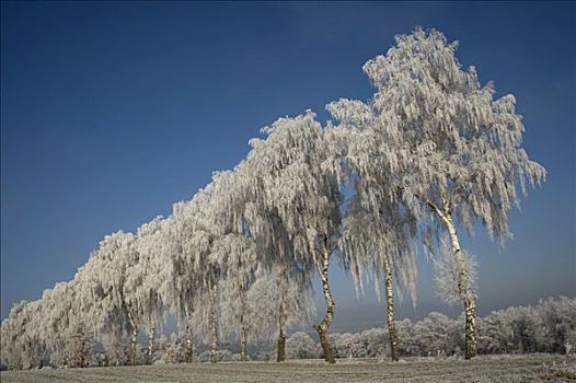 霜冻,白桦,树,桦属,北方,黑森州,德国,欧洲