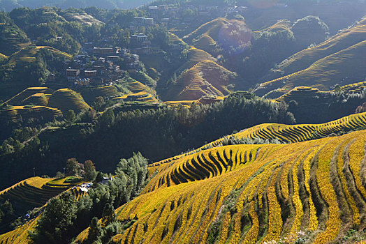 黄金稻香,梯田