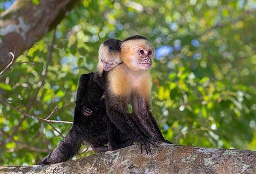 女性,幼仔,背影,树枝,曼纽尔安东尼奥国家公园,蓬塔雷纳斯,哥斯达黎加,中美洲