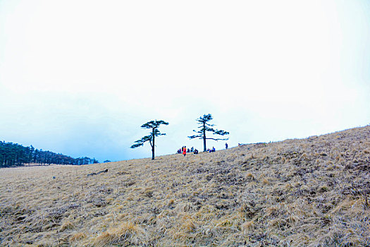 秦岭高山草甸