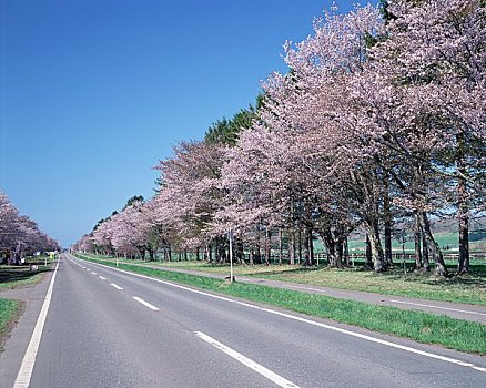 樱桃树,道路