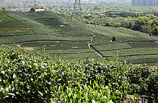 杭州龙坞茶镇茶园