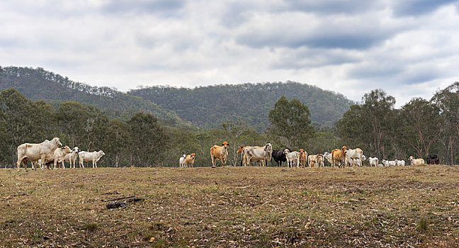 澳大利亚,菜牛,农场