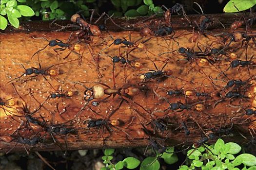 行军蚁,生物群,物种,夜晚,工蚁,运输,幼体,食物,科罗拉多岛,巴拿马