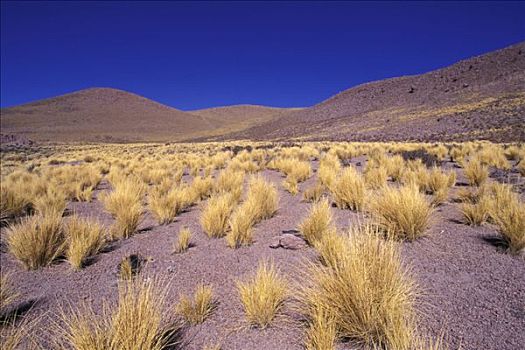 风景,干燥,草,阿塔卡马沙漠,智利