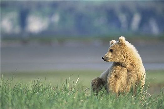 大灰熊,棕熊,2岁,金发,女性,坐,休息,草丛,海岸,卡特麦国家公园,阿拉斯加