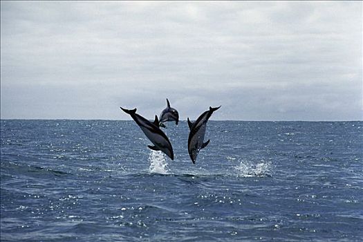 暗黑斑纹海豚,乌色海豚,三个,跳跃,室外,水,鱼群,喂食,新西兰