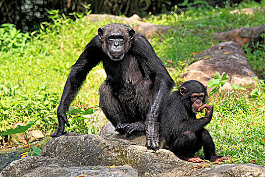 黑猩猩,类人猿,母兽,年轻,新加坡,亚洲