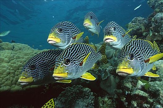 甜唇鱼,鱼群,水下,大堡礁,昆士兰,澳大利亚
