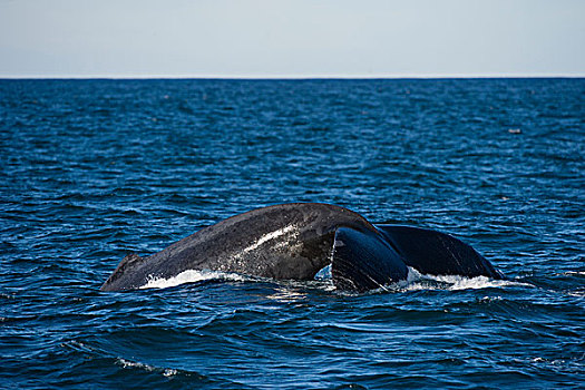 驼背鲸,大翅鲸属,鲸鱼,沙丁鱼,东开普省,南非
