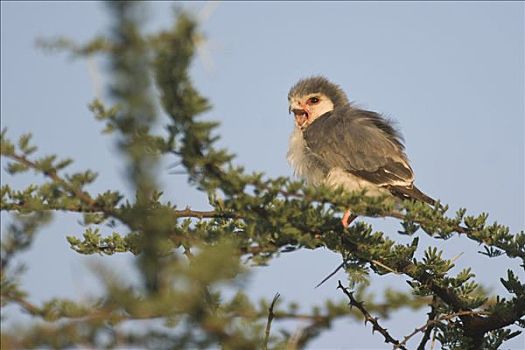 俾格米人,猎鹰,萨布鲁国家公园,肯尼亚,东非