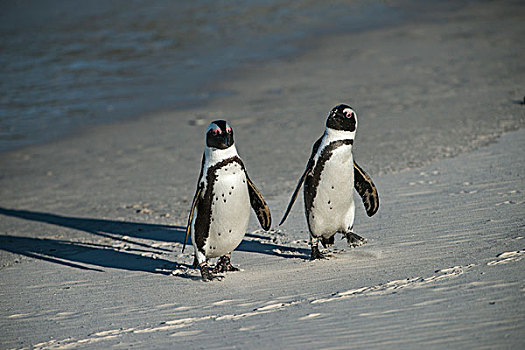 非洲企鹅,黑脚企鹅,靠近,城镇,福尔斯湾,鱼钩,开普角,西海角,南非