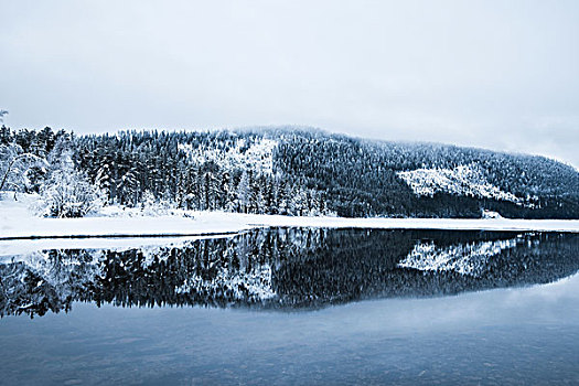 冬日树林,反射,湖