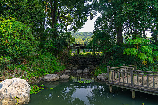 武汉,植物园,夏日,迷人,风光