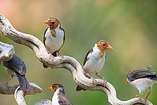 红雀,栖息,枝条,潘塔纳尔,巴西,南美