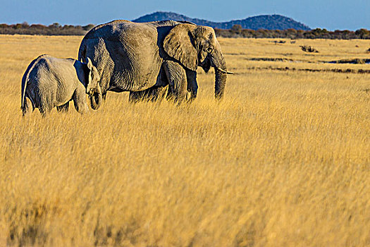 非洲,大象,年轻,埃托沙国家公园,纳米比亚