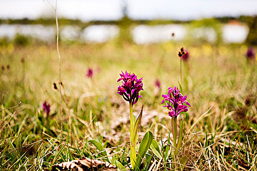 紫色,野花,牧场