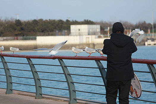 山东省日照市,上千只海鸥云集世帆赛基地,市民自发投喂感受美好生态